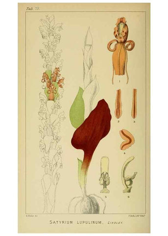 Reproducción/Reproduction 9732595084: Icones orchidearum austro-africanarum extra-tropicarum :. London :W. Wesley,1896-1913.