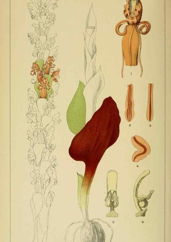 Reproducción/Reproduction 9732595084: Icones orchidearum austro-africanarum extra-tropicarum :. London :W. Wesley,1896-1913.