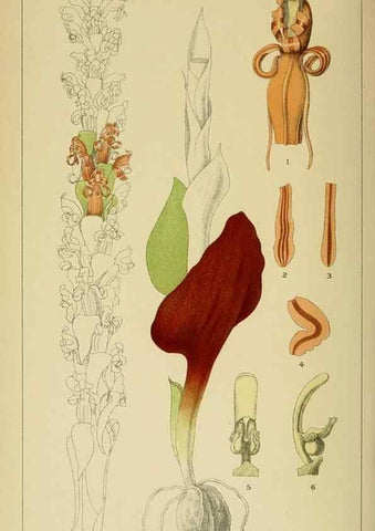 Reproducción/Reproduction 9732595084: Icones orchidearum austro-africanarum extra-tropicarum :. London :W. Wesley,1896-1913.