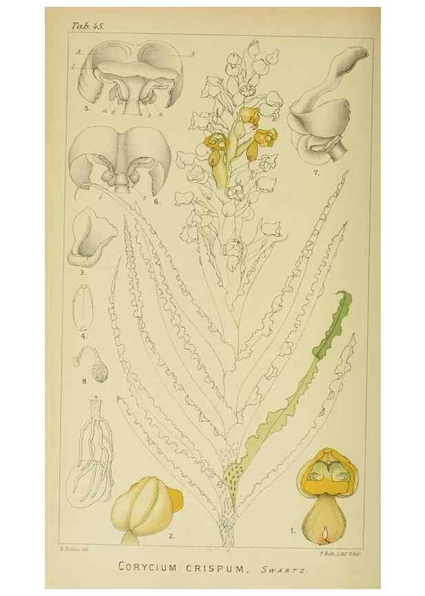 Reproducción/Reproduction 9732536940: Icones orchidearum austro-africanarum extra-tropicarum :. London :W. Wesley,1896-1913.