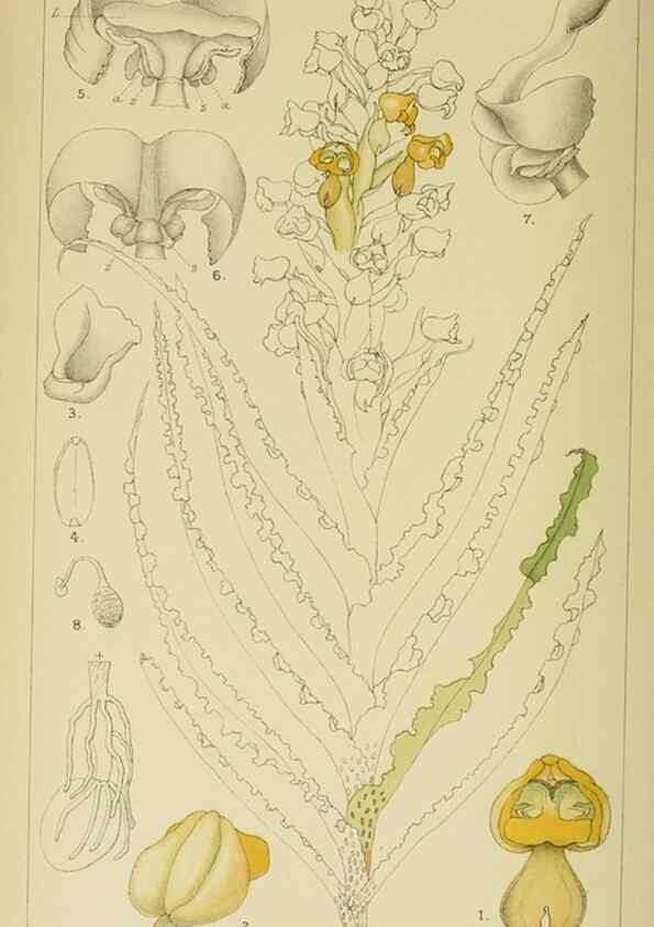 Reproducción/Reproduction 9732536940: Icones orchidearum austro-africanarum extra-tropicarum :. London :W. Wesley,1896-1913.