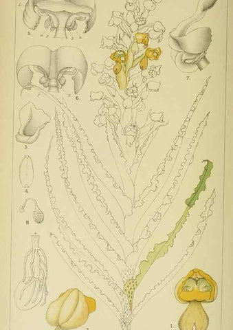Reproducción/Reproduction 9732536940: Icones orchidearum austro-africanarum extra-tropicarum :. London :W. Wesley,1896-1913.