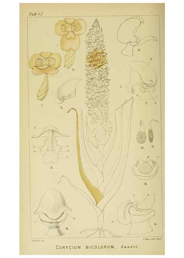 Reproducción/Reproduction 9732540436: Icones orchidearum austro-africanarum extra-tropicarum :. London :W. Wesley,1896-1913.