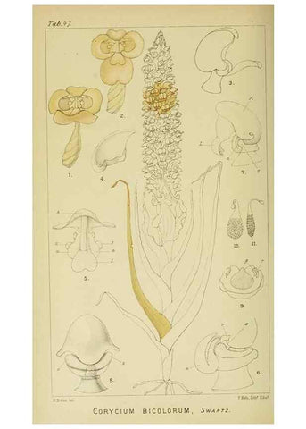 Reproducción/Reproduction 9732540436: Icones orchidearum austro-africanarum extra-tropicarum :. London :W. Wesley,1896-1913.