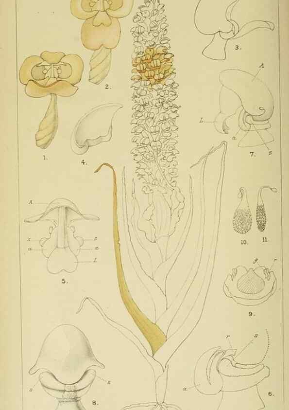 Reproducción/Reproduction 9732540436: Icones orchidearum austro-africanarum extra-tropicarum :. London :W. Wesley,1896-1913.