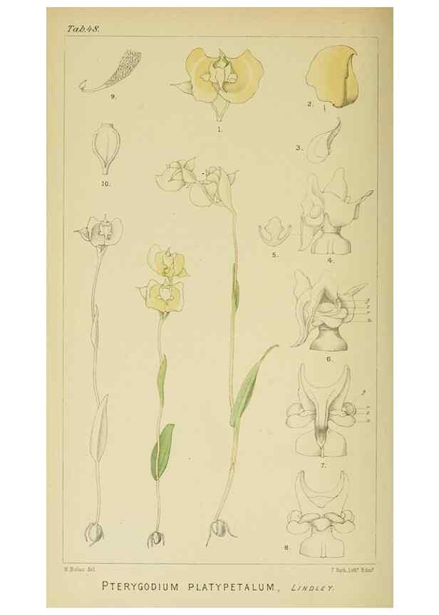 Reproducción/Reproduction 9732541946: Icones orchidearum austro-africanarum extra-tropicarum :. London :W. Wesley,1896-1913.