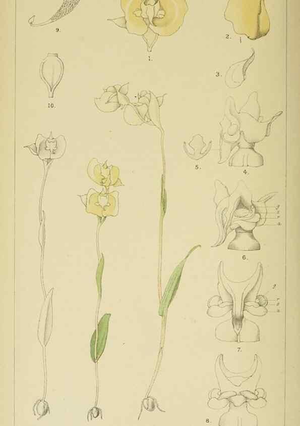Reproducción/Reproduction 9732541946: Icones orchidearum austro-africanarum extra-tropicarum :. London :W. Wesley,1896-1913.