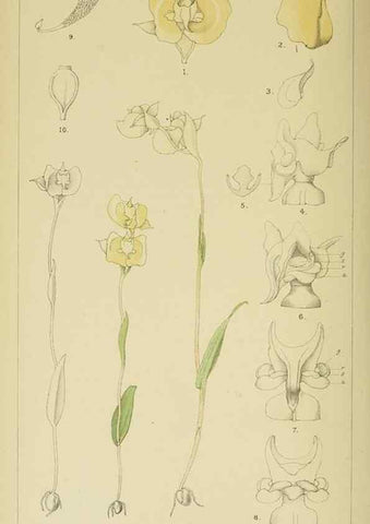 Reproducción/Reproduction 9732541946: Icones orchidearum austro-africanarum extra-tropicarum :. London :W. Wesley,1896-1913.