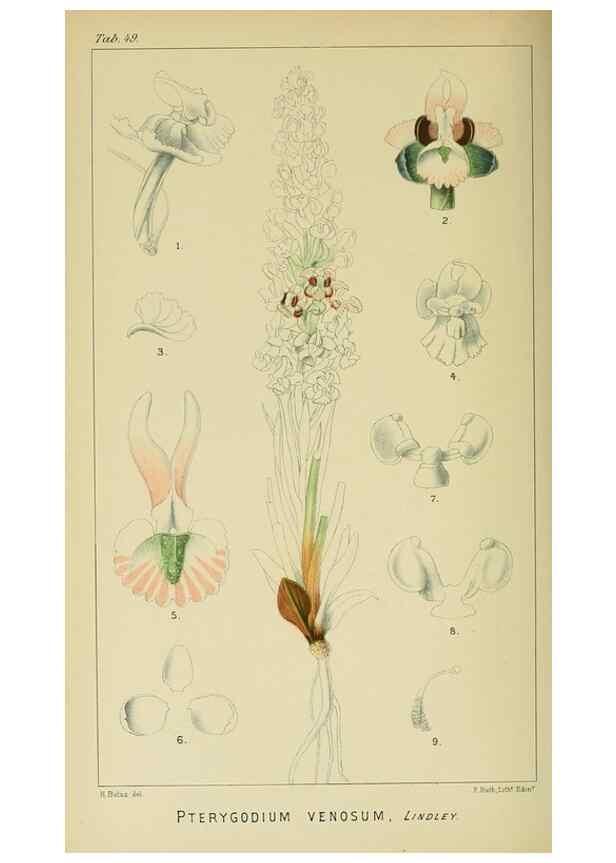 Reproducción/Reproduction 9732543458: Icones orchidearum austro-africanarum extra-tropicarum :. London :W. Wesley,1896-1913.
