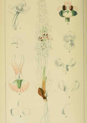 Reproducción/Reproduction 9732543458: Icones orchidearum austro-africanarum extra-tropicarum :. London :W. Wesley,1896-1913.