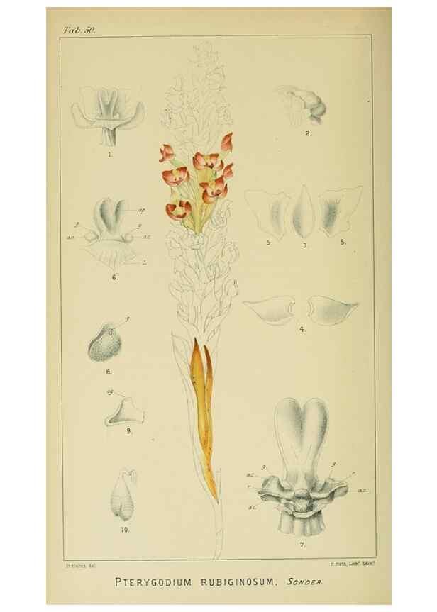 Reproducción/Reproduction 9732545068: Icones orchidearum austro-africanarum extra-tropicarum :. London :W. Wesley,1896-1913.