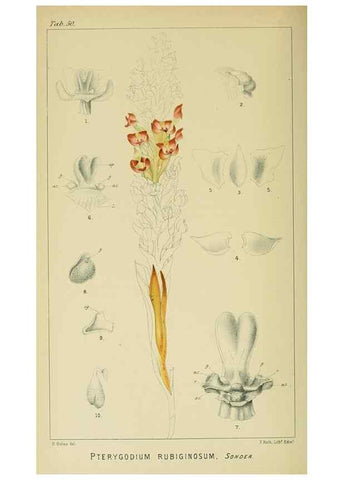 Reproducción/Reproduction 9732545068: Icones orchidearum austro-africanarum extra-tropicarum :. London :W. Wesley,1896-1913.