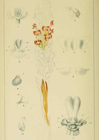 Reproducción/Reproduction 9732545068: Icones orchidearum austro-africanarum extra-tropicarum :. London :W. Wesley,1896-1913.