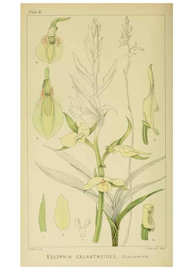 Reproducción/Reproduction 9732547072: Icones orchidearum austro-africanarum extra-tropicarum :. London :W. Wesley,1896-1913.