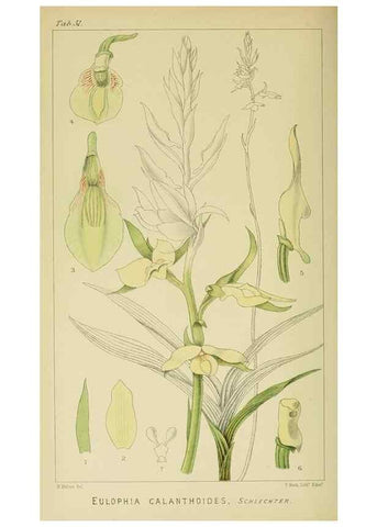 Reproducción/Reproduction 9732547072: Icones orchidearum austro-africanarum extra-tropicarum :. London :W. Wesley,1896-1913.