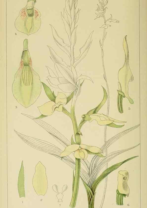 Reproducción/Reproduction 9732547072: Icones orchidearum austro-africanarum extra-tropicarum :. London :W. Wesley,1896-1913.