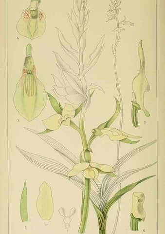 Reproducción/Reproduction 9732547072: Icones orchidearum austro-africanarum extra-tropicarum :. London :W. Wesley,1896-1913.