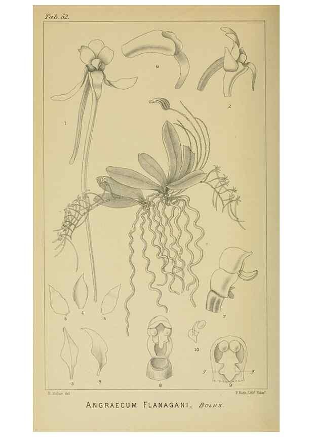 Reproducción/Reproduction 9732548858: Icones orchidearum austro-africanarum extra-tropicarum :. London :W. Wesley,1896-1913.