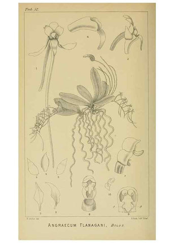 Reproducción/Reproduction 9732548858: Icones orchidearum austro-africanarum extra-tropicarum :. London :W. Wesley,1896-1913.