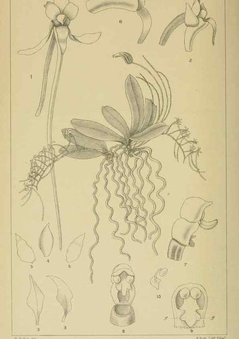 Reproducción/Reproduction 9732548858: Icones orchidearum austro-africanarum extra-tropicarum :. London :W. Wesley,1896-1913.
