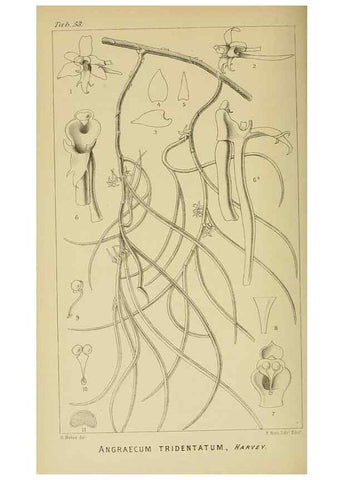 Reproducción/Reproduction 9729326135: Icones orchidearum austro-africanarum extra-tropicarum :. London :W. Wesley,1896-1913.
