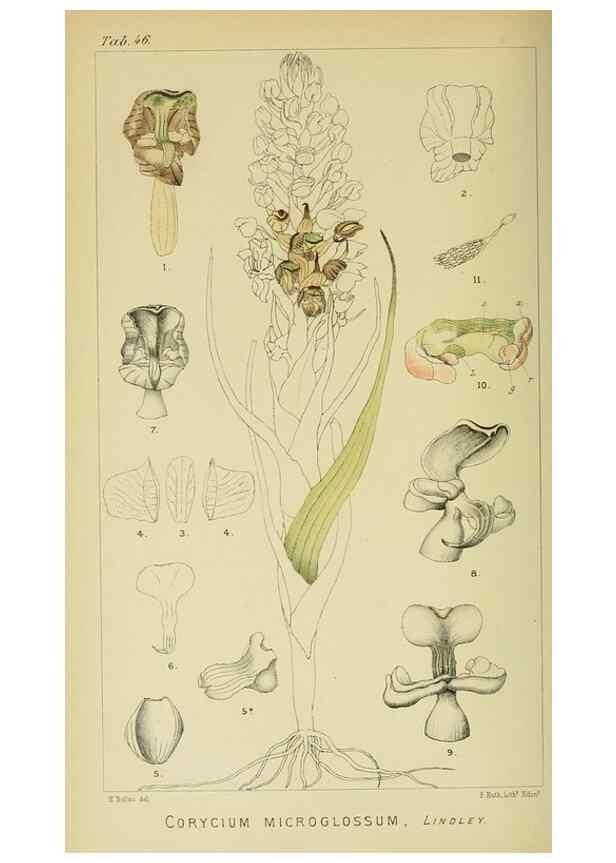 Reproducción/Reproduction 9732538766: Icones orchidearum austro-africanarum extra-tropicarum :. London :W. Wesley,1896-1913.