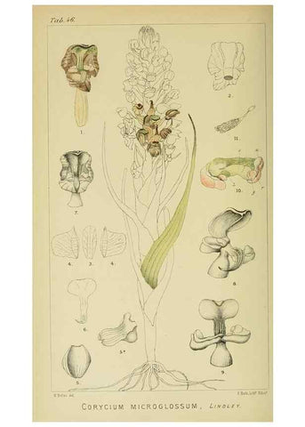 Reproducción/Reproduction 9732538766: Icones orchidearum austro-africanarum extra-tropicarum :. London :W. Wesley,1896-1913.