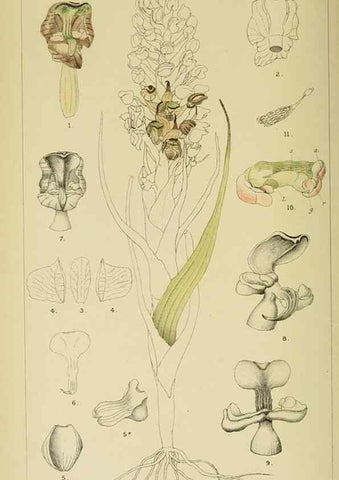 Reproducción/Reproduction 9732538766: Icones orchidearum austro-africanarum extra-tropicarum :. London :W. Wesley,1896-1913.