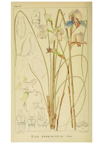 Reproducción/Reproduction 9729298813: Icones orchidearum austro-africanarum extra-tropicarum :. London :W. Wesley,1896-1913.