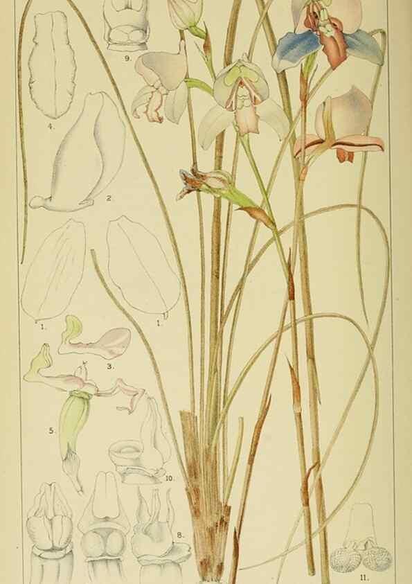 Reproducción/Reproduction 9729298813: Icones orchidearum austro-africanarum extra-tropicarum :. London :W. Wesley,1896-1913.