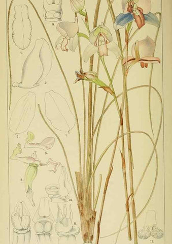 Reproducción/Reproduction 9729298813: Icones orchidearum austro-africanarum extra-tropicarum :. London :W. Wesley,1896-1913.