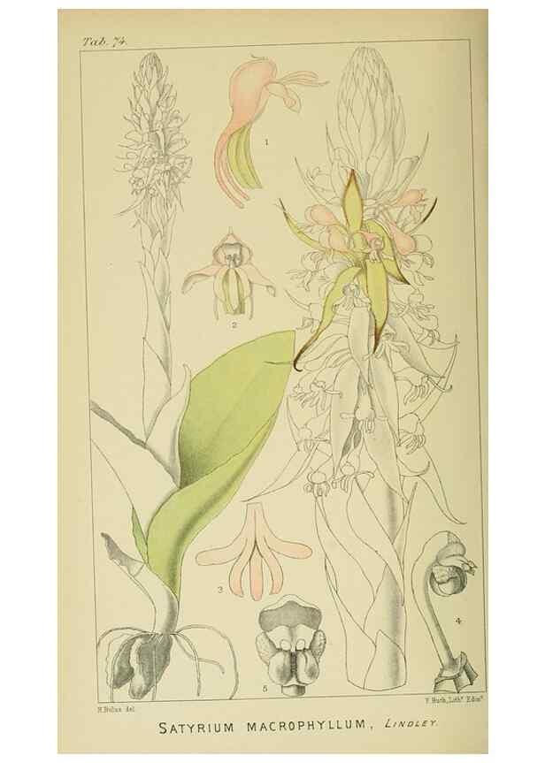 Reproducción/Reproduction 9729372029: Icones orchidearum austro-africanarum extra-tropicarum :. London :W. Wesley,1896-1913.
