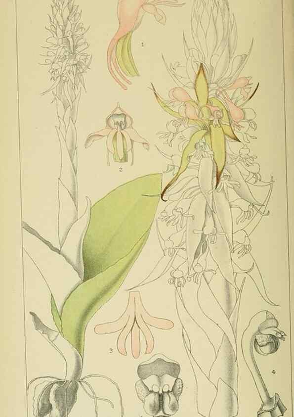 Reproducción/Reproduction 9729372029: Icones orchidearum austro-africanarum extra-tropicarum :. London :W. Wesley,1896-1913.