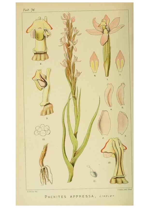 Reproducción/Reproduction 9732600432: Icones orchidearum austro-africanarum extra-tropicarum :. London :W. Wesley,1896-1913.