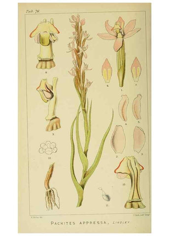 Reproducción/Reproduction 9732600432: Icones orchidearum austro-africanarum extra-tropicarum :. London :W. Wesley,1896-1913.