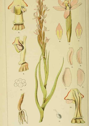 Reproducción/Reproduction 9732600432: Icones orchidearum austro-africanarum extra-tropicarum :. London :W. Wesley,1896-1913.