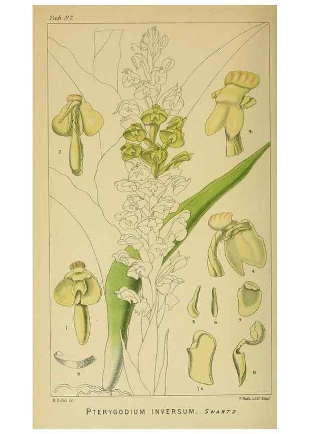 Reproducción/Reproduction 9729411831: Icones orchidearum austro-africanarum extra-tropicarum :. London :W. Wesley,1896-1913.
