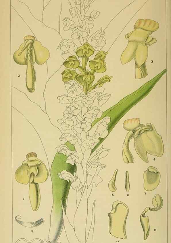 Reproducción/Reproduction 9729411831: Icones orchidearum austro-africanarum extra-tropicarum :. London :W. Wesley,1896-1913.