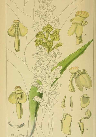 Reproducción/Reproduction 9729411831: Icones orchidearum austro-africanarum extra-tropicarum :. London :W. Wesley,1896-1913.