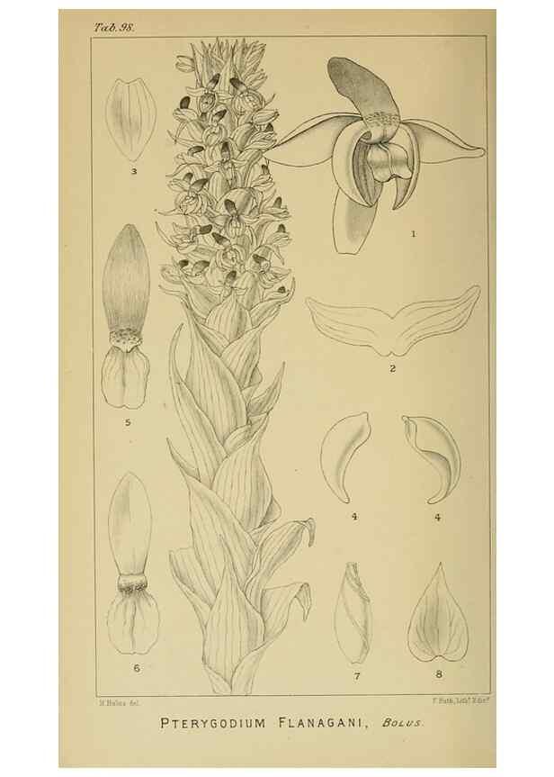 Reproducción/Reproduction 9729413435: Icones orchidearum austro-africanarum extra-tropicarum :. London :W. Wesley,1896-1913.
