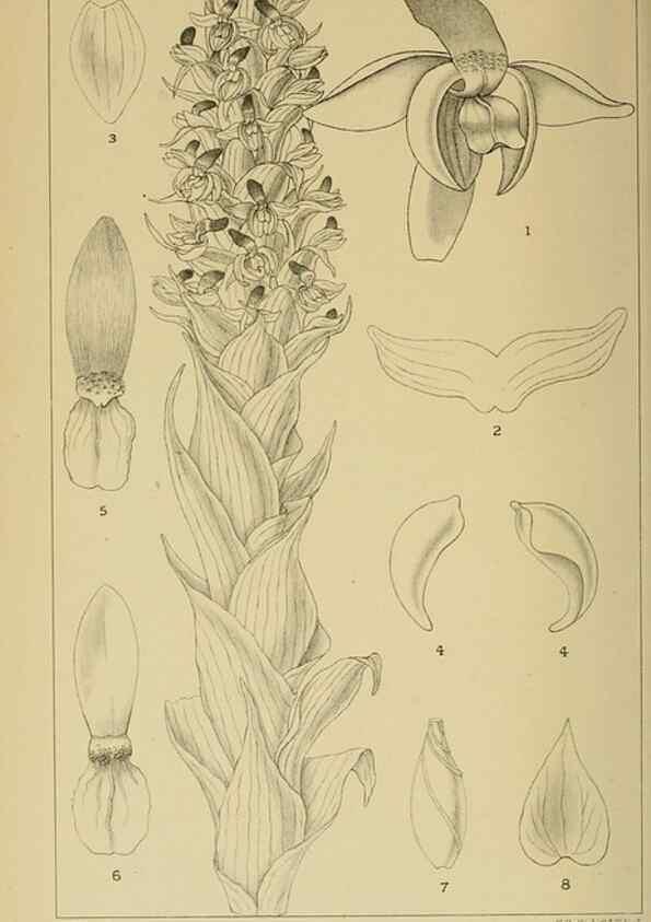 Reproducción/Reproduction 9729413435: Icones orchidearum austro-africanarum extra-tropicarum :. London :W. Wesley,1896-1913.