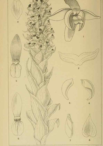 Reproducción/Reproduction 9729413435: Icones orchidearum austro-africanarum extra-tropicarum :. London :W. Wesley,1896-1913.