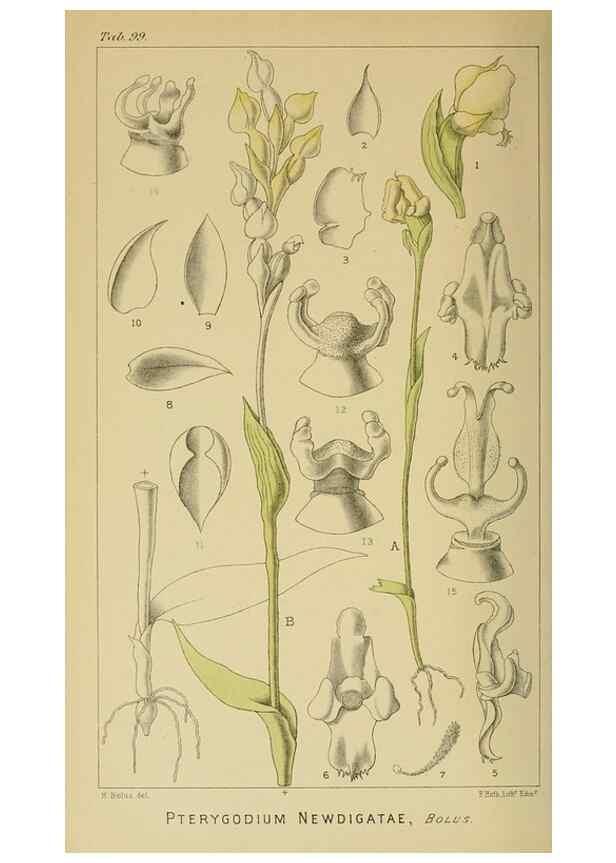 Reproducción/Reproduction 9732640258: Icones orchidearum austro-africanarum extra-tropicarum :. London :W. Wesley,1896-1913.