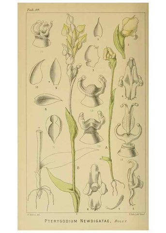 Reproducción/Reproduction 9732640258: Icones orchidearum austro-africanarum extra-tropicarum :. London :W. Wesley,1896-1913.