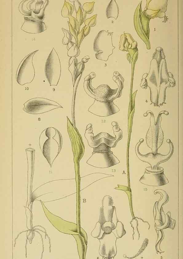 Reproducción/Reproduction 9732640258: Icones orchidearum austro-africanarum extra-tropicarum :. London :W. Wesley,1896-1913.