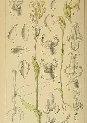 Reproducción/Reproduction 9732640258: Icones orchidearum austro-africanarum extra-tropicarum :. London :W. Wesley,1896-1913.