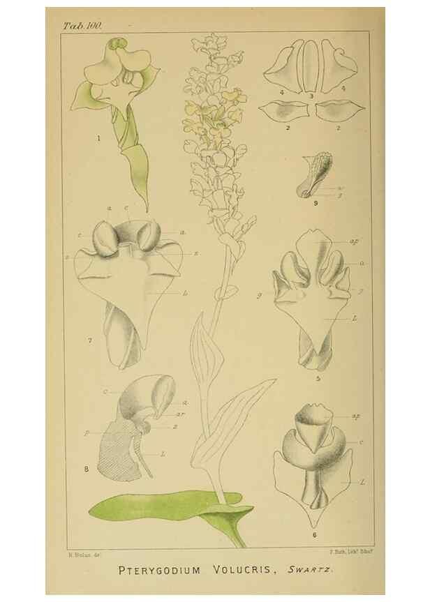 Reproducción/Reproduction 9732641844: Icones orchidearum austro-africanarum extra-tropicarum :. London :W. Wesley,1896-1913.