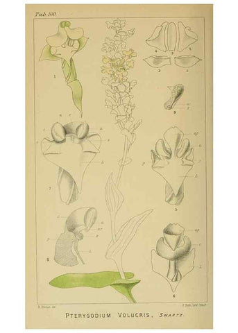 Reproducción/Reproduction 9732641844: Icones orchidearum austro-africanarum extra-tropicarum :. London :W. Wesley,1896-1913.