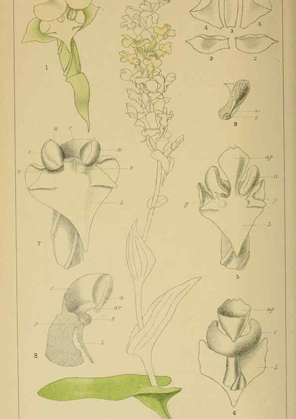 Reproducción/Reproduction 9732641844: Icones orchidearum austro-africanarum extra-tropicarum :. London :W. Wesley,1896-1913.
