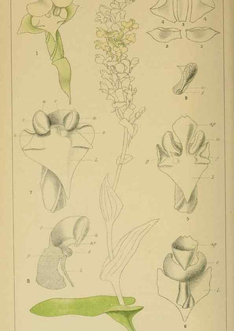Reproducción/Reproduction 9732641844: Icones orchidearum austro-africanarum extra-tropicarum :. London :W. Wesley,1896-1913.